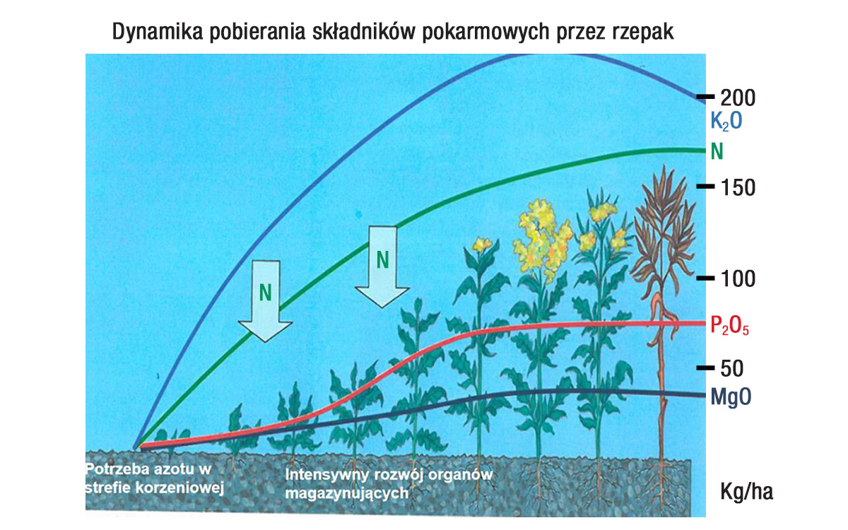 Źródło: DOBRE PRAKTYKI ROLNICZE NA OBSZARACH SZCZEGÓLNIE NARAŻONYCH NA AZOTANY POCHODZENIA ROLNICZEGO, TZW. OSN. Nawożenie dawki; https://iung.pl/dpr/Mat_szkoleniowe/5.pdf; [Dostęp: 31.01.2023] 