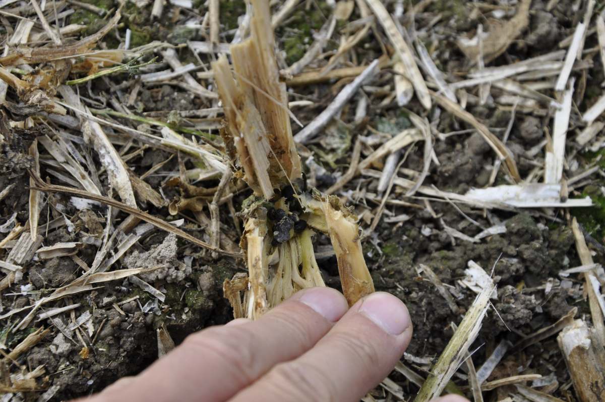 Sklerocja rozwijają się w łodydze i pozostają w resztkach pożniwnych stając się źródłem infekcji wkolejnych latach