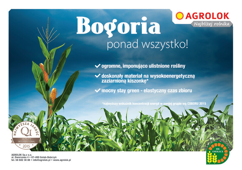 kukurydza Bogoria