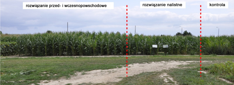 Porównanie technologii odchwaszczania kukurydzy