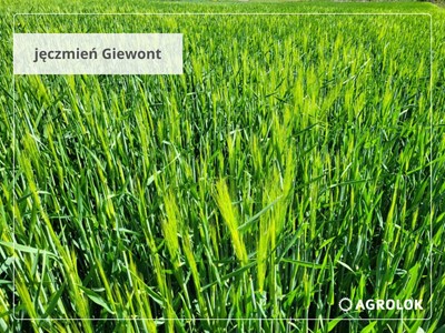 Kłoszenie zbóż ozimych