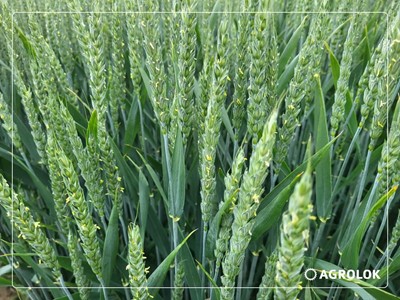 Idealne warunki dla Fusarium