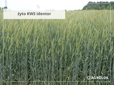 Plonowanie żyta ozimego