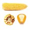 Kukurydza Ułan (50tys.) 270 FAO