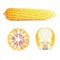 Kukurydza DKC 3568 (50tys.) 250 FAO Kukurydza DKC 3568 (50tys.) 250 FAO