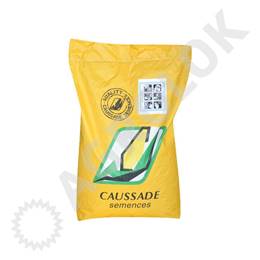 Kukurydza Stromboli CS (50tys.) 260 FAO