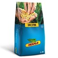 Kukurydza DKC3788 (50 tys.) 250 FAO