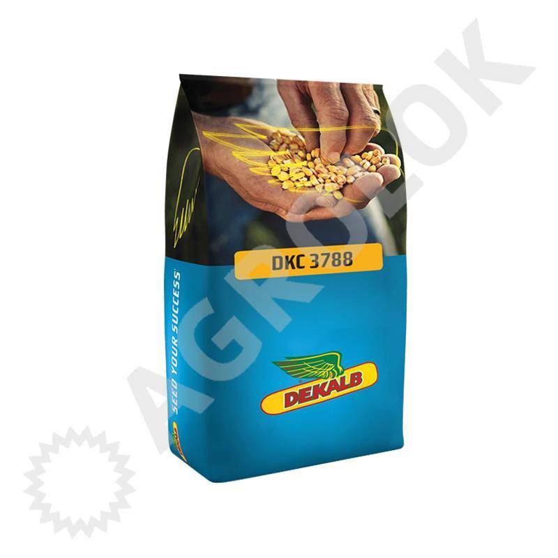 Kukurydza DKC3788 (50 tys.) 250 FAO - Agrolok.pl