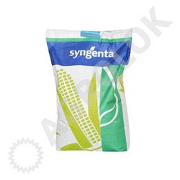 Kukurydza SY Ozone (50tys.) 280 FAO