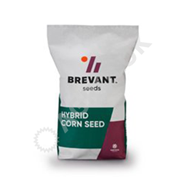 Kukurydza Gryfin F1 (50tys.) 250-260FAO