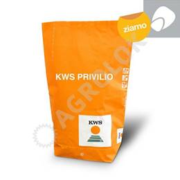 Kukurydza KWS Privilio C/1 (50tyś.) 240 FAO