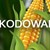 Nawożenie dolistne kukurydzy - kodowanie sukcesu dla kolby!